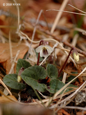 Viola sieboldi Viola sieboldi
