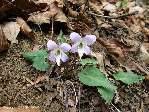 Viola tokubuchiana var. takedana