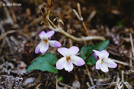 Viola tokubuchiana var. takedana
