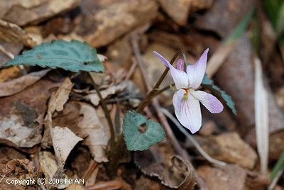 Viola tokubuchiana var. takedana f. variegata