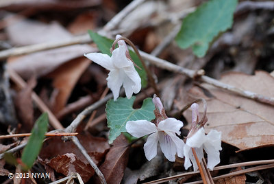 Viola tokubuchiana var. takedana f. albiflora