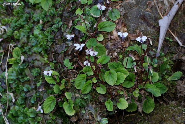 Viola sp. [ Hyuga ]