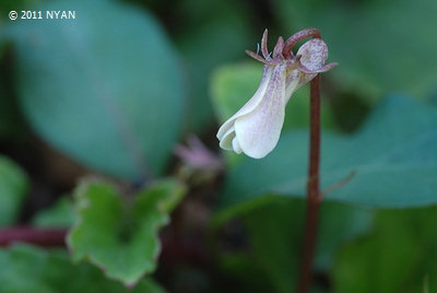 Viola sp. [ Hyuga ]