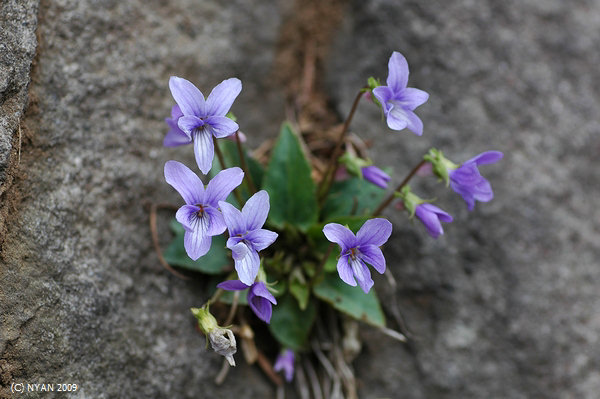 Viola japonica