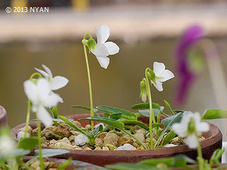 Viola japonica (Rare white)