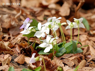 Viola japonica (Rare white)