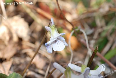 Viola japonica f. albida