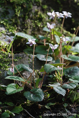 Viola maximowicziana