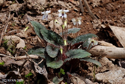 Viola maximowicziana