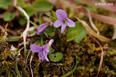 Viola selkirkii
