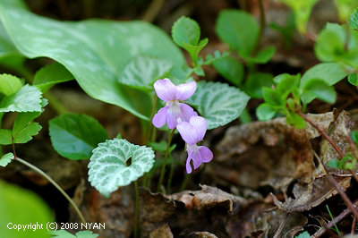 Viola selkirkii f. variegata