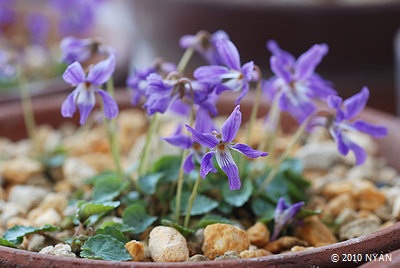 Viola selkirkii f. variegata