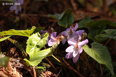 Viola bissetii