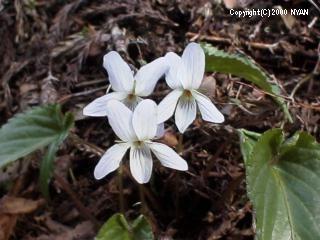 Viola bissetii f. albiflora