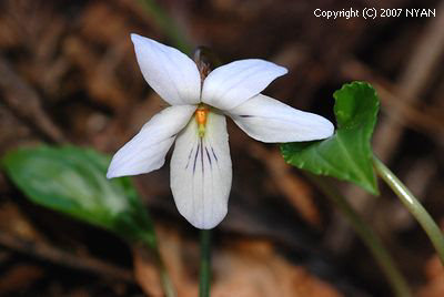 Viola bissetii f. albiflora