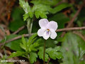 Viola chaerophylloides
