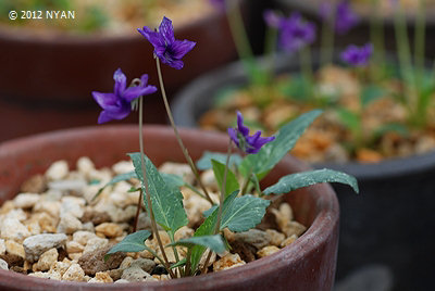 Viola yedoensis