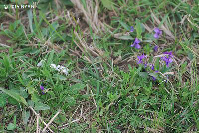 Viola yedoensis f. albescens