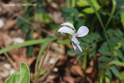 Viola betonicifolia var. oblongo-sagittata