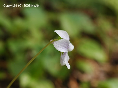 Viola yedoensis var. pseudo-japonica