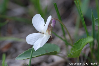 Viola hirtipes f. lactiflola