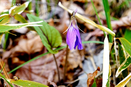Viola hirtipes f. rhodovenia