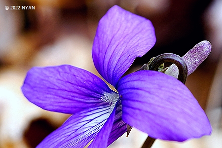 Viola hirtipes f. rhodovenia
