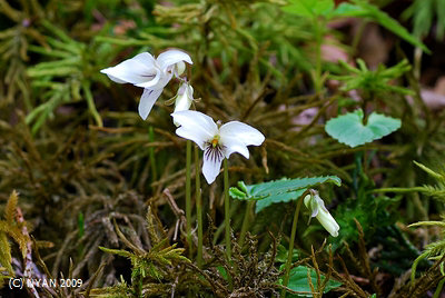 Viola shikokiana