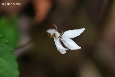 Viola shikokiana