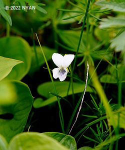 Viola patrinii