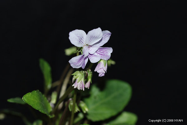 Viola mandshurica f. plena (white flower)