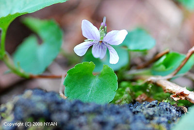 Viola tokaiensis
