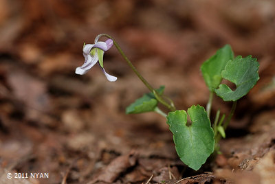 Viola tokaiensis