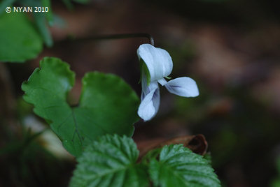Viola blandaeformis
