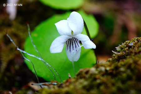 Viola blandaeformis