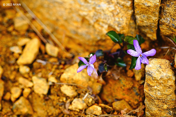 Viola sacchalinensis f. alpina