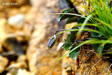 Viola sacchalinensis f. alpina