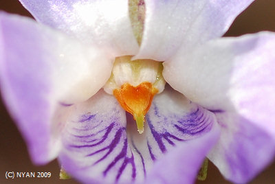 Viola hondoensis
