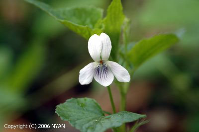 Viola acuminata f. alba