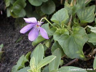 Viola grayi