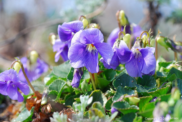 Viola grayi
