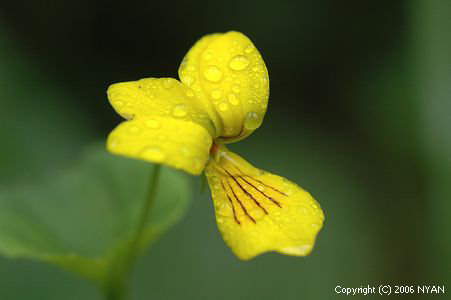 Viola biflora