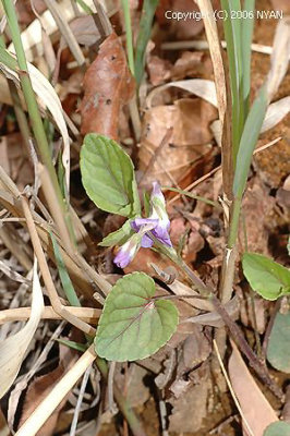 Viola ovato-oblonga f. variegata