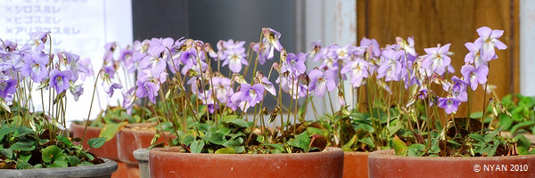 Viola ovato-oblonga