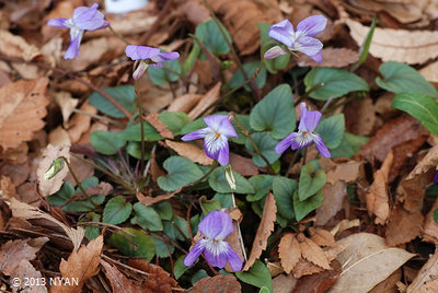 Viola ovato-oblonga