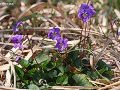 ハマニオイタチツボスミレ