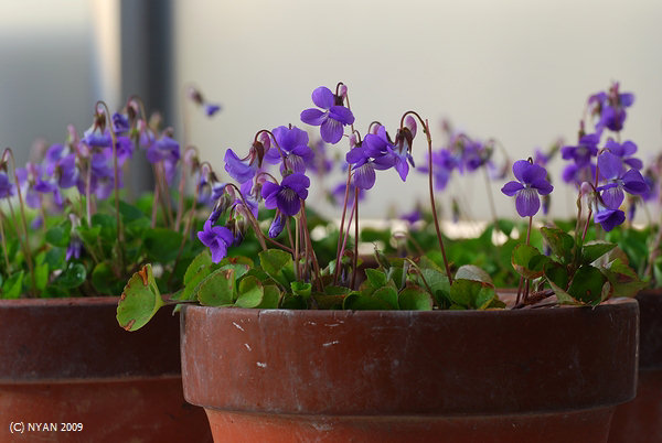 Viola obtusa f. nuda