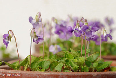 Viola obtusa f. nuda
