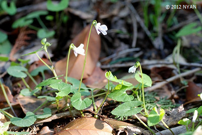 Viola verecunda var. semilunaris