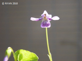 Viola verecunda f. violascens